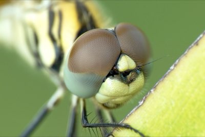 Küchen-Basics: Die 4 wichtigsten Werkzeuge für Anfänger